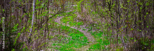 Fototapeta Naklejka Na Ścianę i Meble -  Forest Landscape. Wildlife in Springtime. Natural Background.