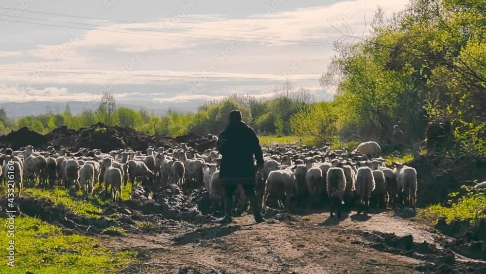 A shepherd grazes a flock of sheep. A flock of sheep moves through the ...