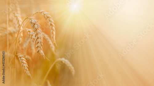 Ripe golden spikes with sun rays, wheat harvest in late summer