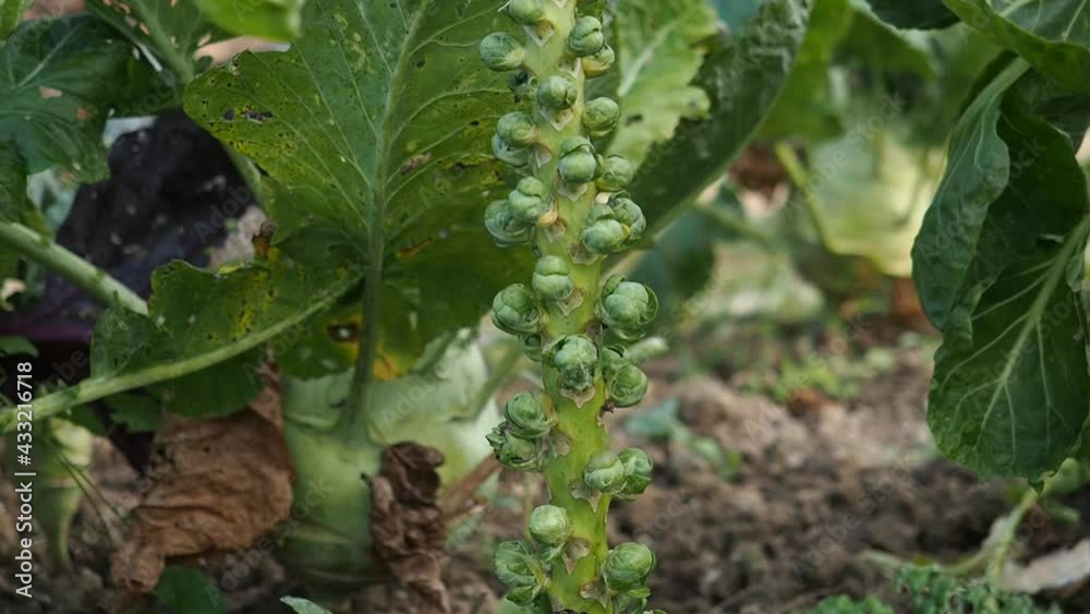 Fresh young Brussels Sprout heads (Brassica oleracea var. gemmifera) growing in homemade garden in HD VIDEO. Close-up. Organic farming, healthy food, BIO viands, back to nature. Fresh young Brussels Sprout heads (Brassica oleracea var. gemmifera) growing in homemade garden in HD VIDEO. Close-up. Organic farming, healthy food, BIO viands, back to nature.