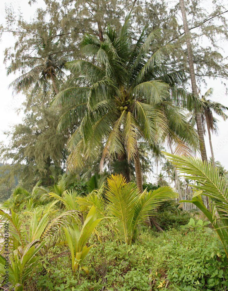 Coconut palms on the paradise coconut island