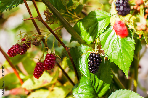 A branch of glossy red and black blackberries (Rubus ulmifolius) hanging in the green shade of the leaves, sunlight, vegetable garden and crop cultivation
