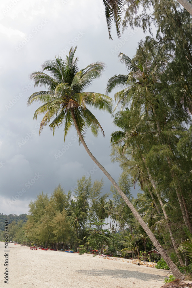 Coconut palms on the paradise coconut island Coconut palms on the paradise coconut island