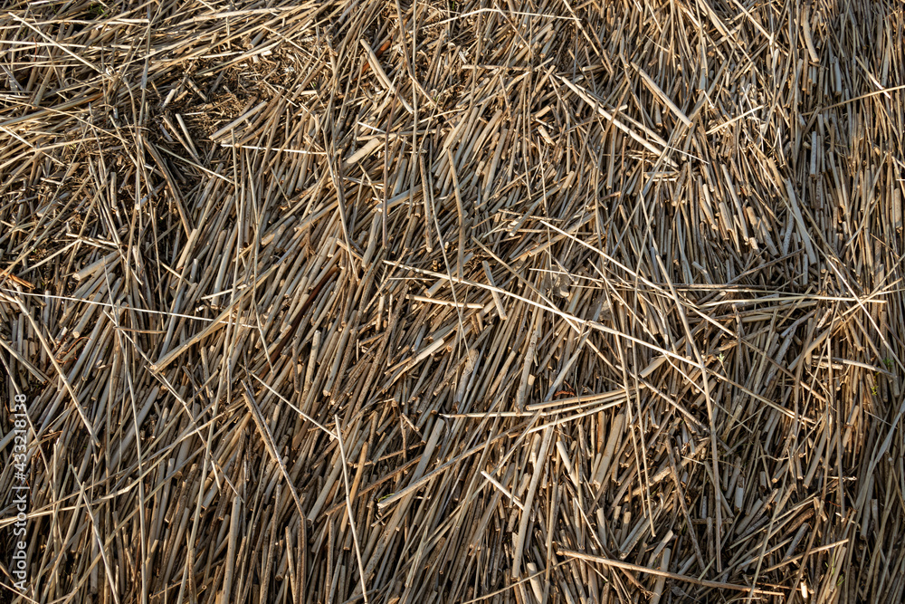 Dry reed texture or background on the lake shore. Fine, short reed stalks in sunny spring. Dry grass from top. Dry reed texture or background on the lake shore. Fine, short reed stalks in sunny spring. Dry grass from top.