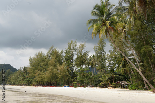 Coconut palms on the paradise coconut island