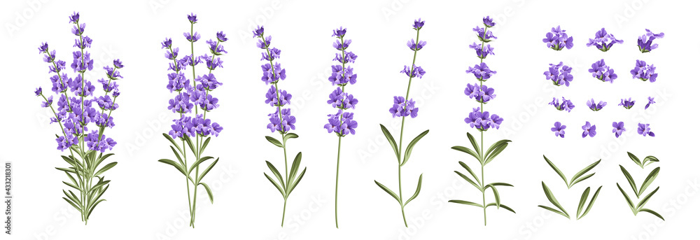 Set of differents lavender branches on white background. - obrazy, fototapety, plakaty 