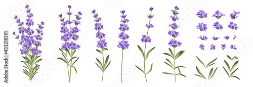 Photo Set of differents lavender branches on white background.