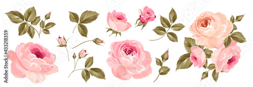 Set of differents roses on white background.