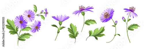 Set of differents chrysanthemums flowers on white background.