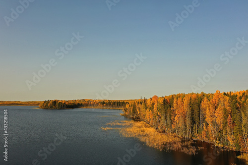 autumn forest taiga view from drone  yellow trees landscape nature fall