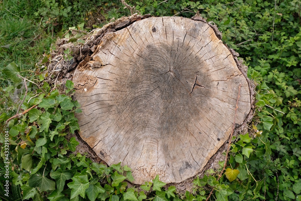 Souche d'arbre avec du lierre en gros plan Souche d'arbre avec du lierre en gros plan