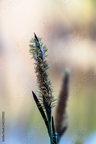 Carex flacca Schreb blue green sedge flower at blurred background photo