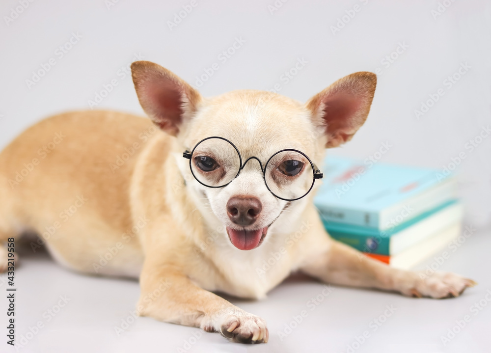 brown chihuahua dog wearing eye glasses, lying down with stack of books on white background.