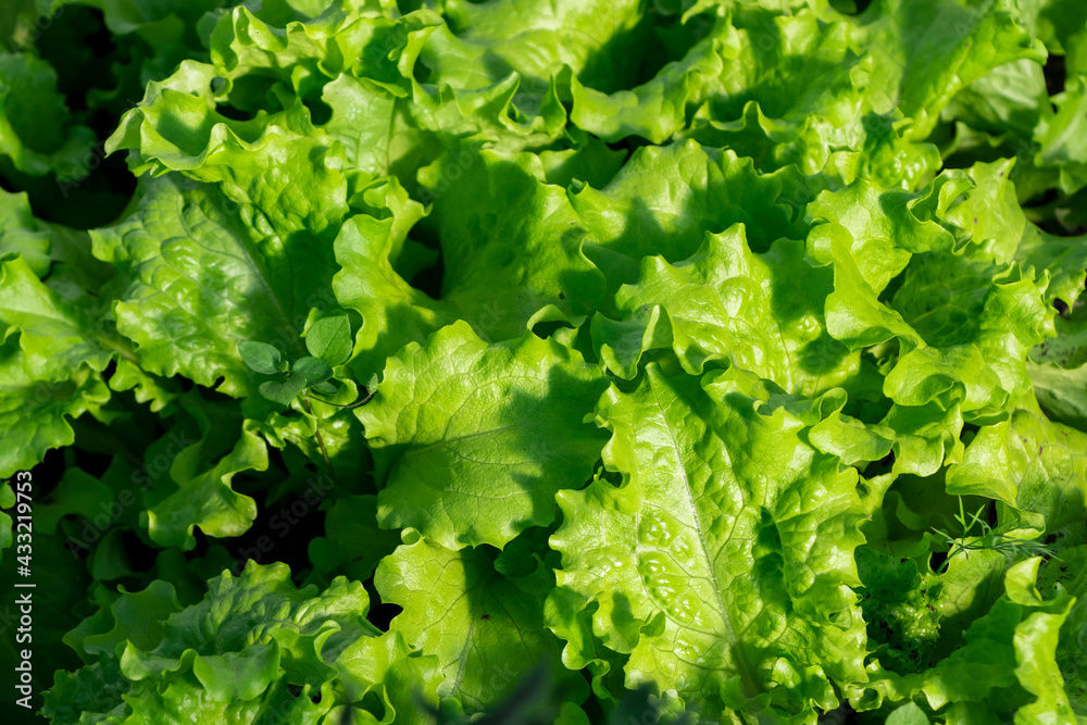 Green fresh healthy lettuce leaves naturally grown in a greenhouse Green fresh healthy lettuce leaves naturally grown in a greenhouse