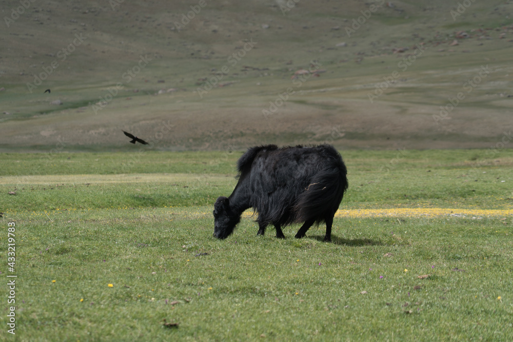 black yak grazing on a green meadow in the mountains black yak grazing on a green meadow in the mountains