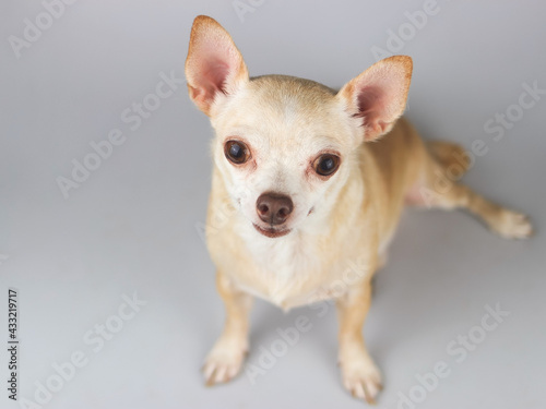 brown Chihuahua dog sitting on white background , looking up and smiling at camera. © Phuttharak