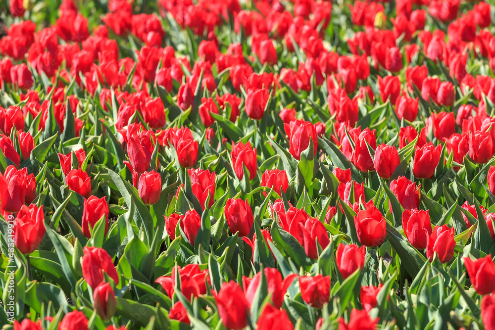 Beautiful field of red tulips, springtime flower outdoor background Beautiful field of red tulips, springtime flower outdoor background