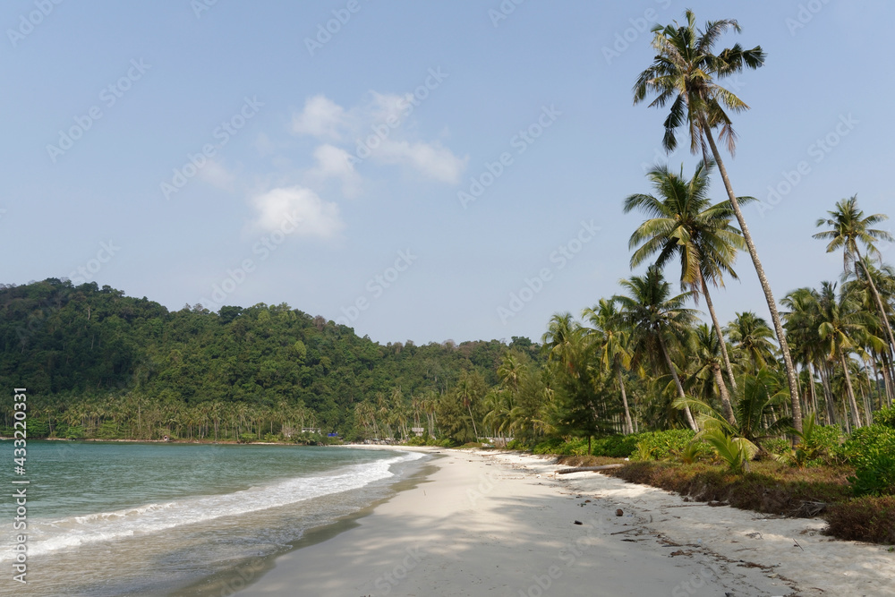 Coconut palms on the paradise coconut island Coconut palms on the paradise coconut island