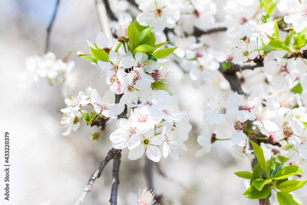 Nature in spring. A branch with white spring flowers on the tree. A flowering tree. A blooming landscape background for a postcard, banner, or poster. Nature in spring. A branch with white spring flowers on the tree. A flowering tree. A blooming landscape background for a postcard, banner, or poster.