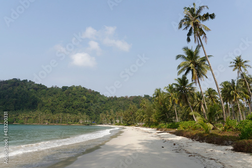 Coconut palms on the paradise coconut island