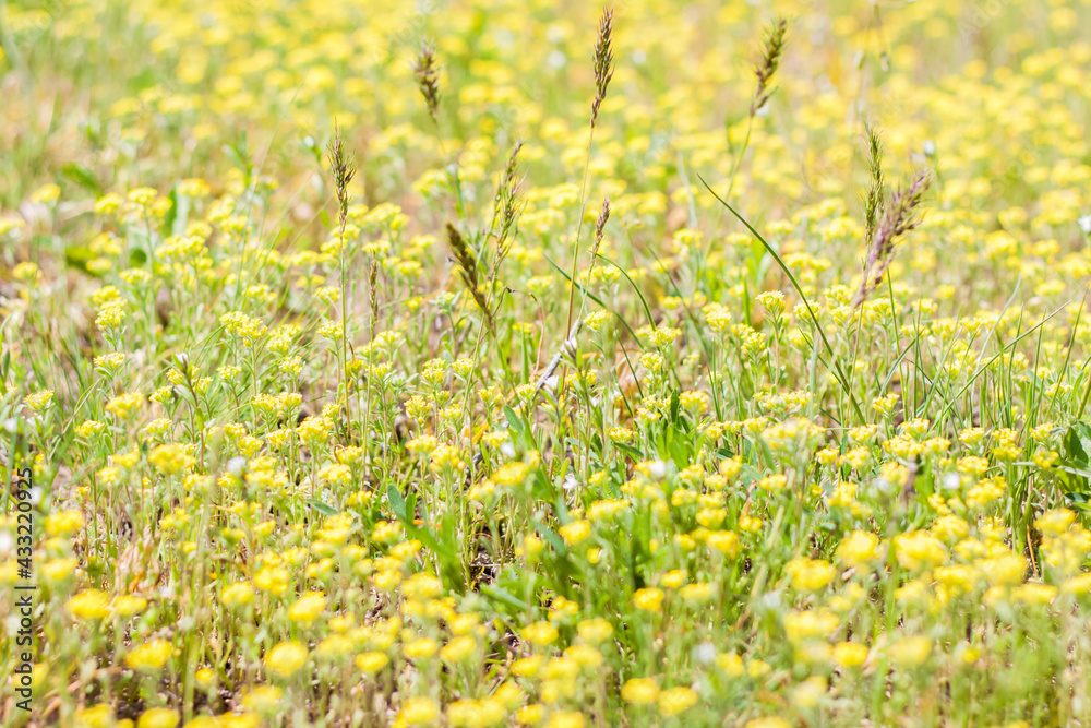 Obraz premium A meadow field with fresh grass and yellow flowers. Summer spring natural landscape. A blooming landscape background for a postcard, banner, or poster