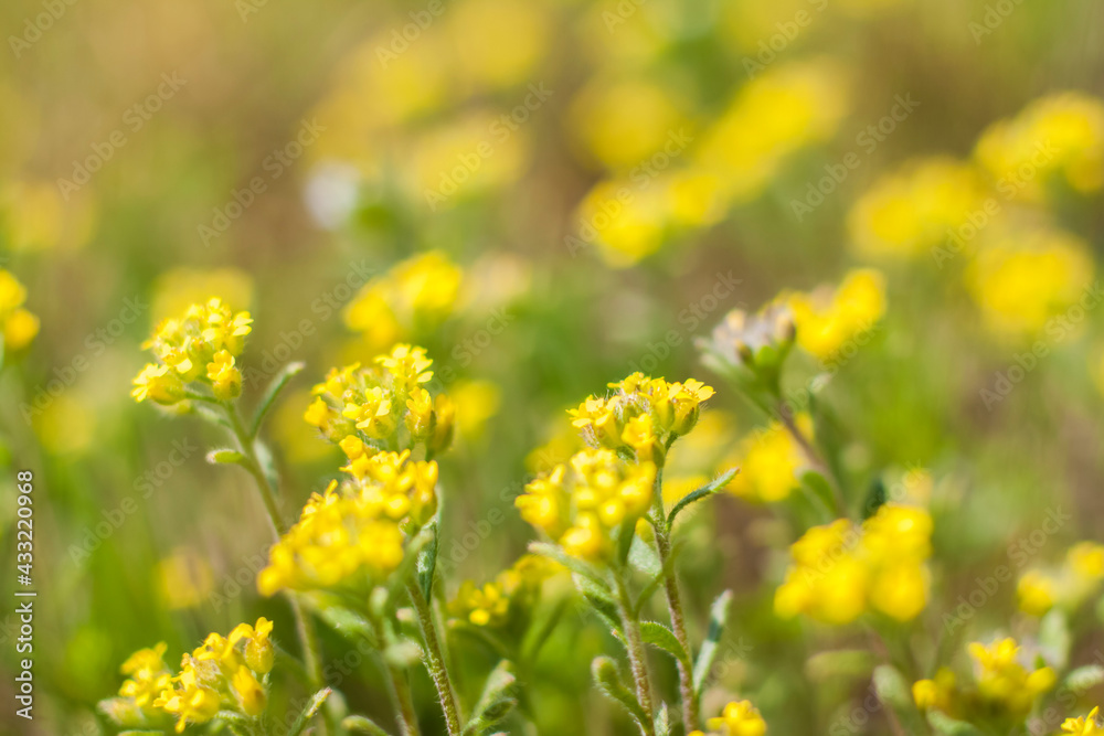 A meadow field with fresh grass and yellow flowers. Summer spring natural landscape. A blooming landscape background for a postcard, banner, or poster