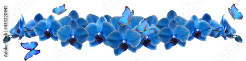 blue butterfly and blue orchid
