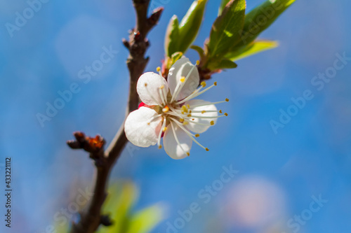 Nature in spring. A branch with white spring flowers on the tree. A flowering tree. A blooming landscape background for a postcard, banner, or poster.