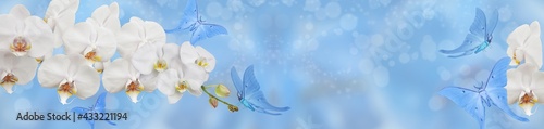 blue butterfly and white orchid