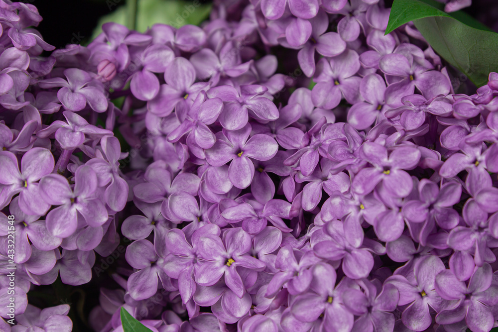 Lilacs on a black background. Spring flowers. Beautiful flowers on a dark background