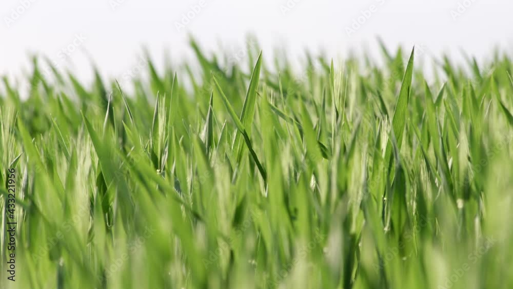 Grass Wind Blowing Slow Motion Close Up Summer Grass Wind Blowing Slow Motion Close Up Summer