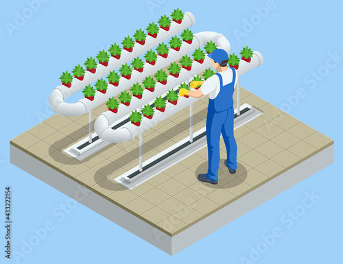 Isometric vegetable hydroponic system, modern greenhouse smart plant beds, gardeners, hydroponic and aeroponic systems. Organic agriculture in the greenhouse for health food