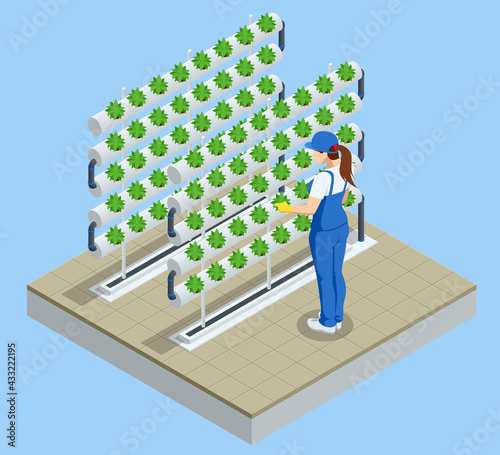 Isometric vegetable hydroponic system, modern greenhouse smart plant beds, gardeners, hydroponic and aeroponic systems. Organic agriculture in the greenhouse for health food