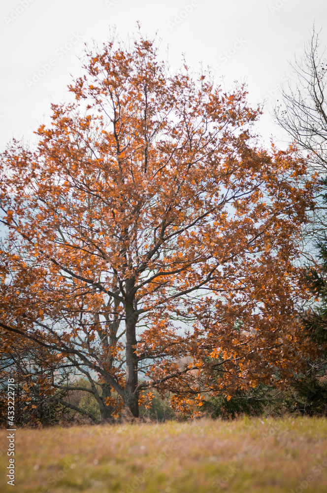 Fototapeta premium forest, drzewa, jesień, w górach