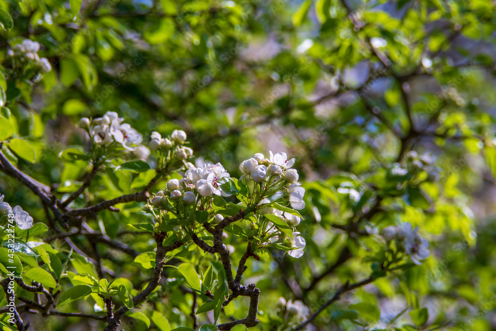 blooming tree in spring blooming tree in spring
