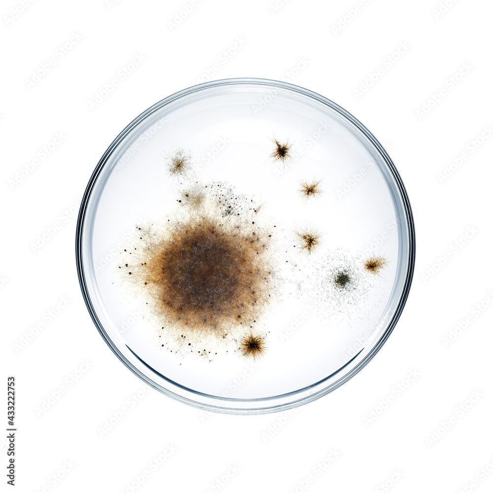 Petri dish with bacteria isolated on white background Petri dish with bacteria isolated on white background
