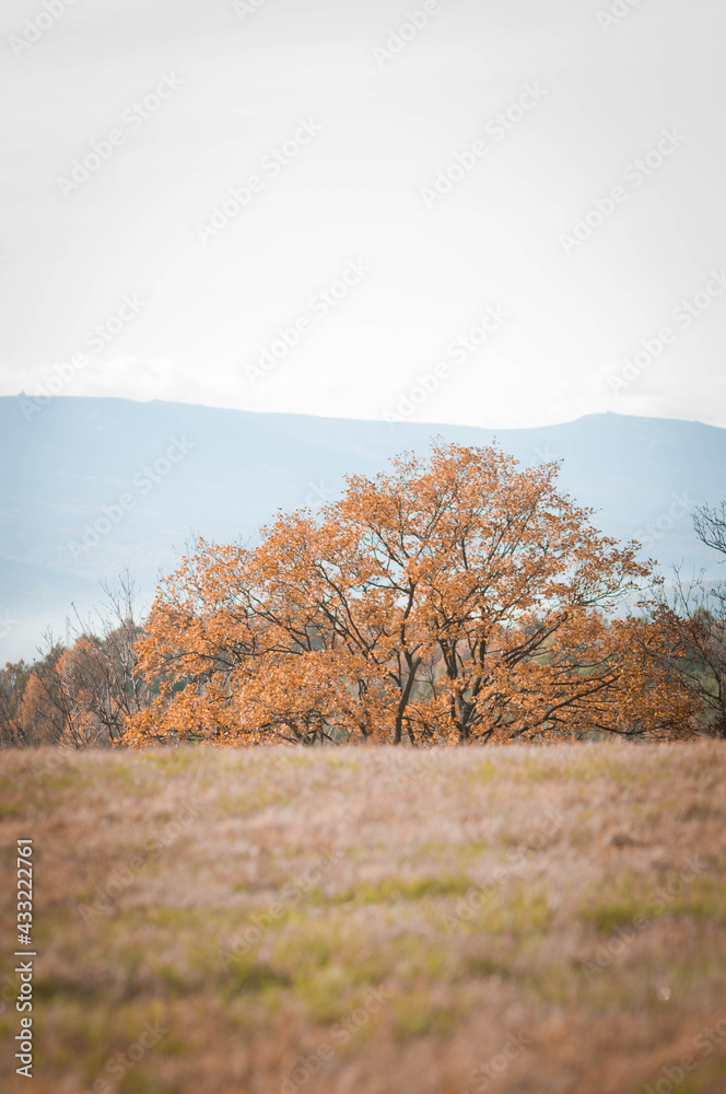 Fototapeta premium drzewo,