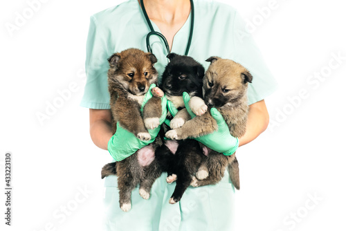 vet and puppy in clinic isolated on white background