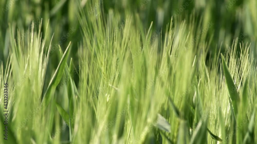 Grass Wind Blowing Slow Motion Close Up Summer Grass Wind Blowing Slow Motion Close Up Summer