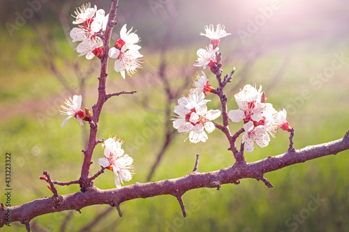sakura branch with big pink flowers blooming garden spring background  © Leka