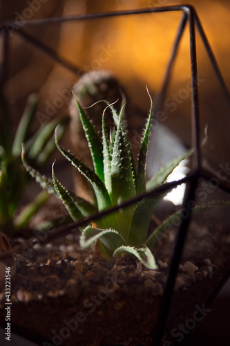 Succulent plant in a pot on a dark background