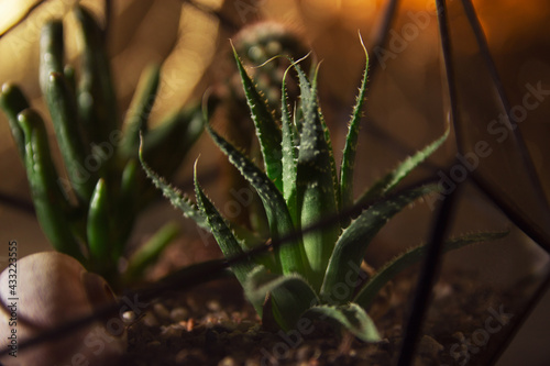 Succulent plant in a pot on a dark background
