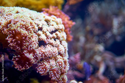 Fototapeta Naklejka Na Ścianę i Meble -  Different types of corals underwater