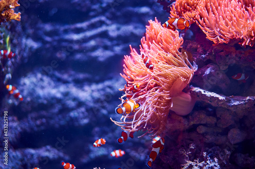 Fototapeta Naklejka Na Ścianę i Meble -  Clownfish near corals