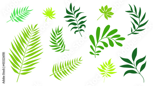 Vector set tropical leaves palm summer exotic jungle green leaf illustration. Tropical plant botanical Hawaii nature decoration floral green leaves. Flower tropic beach monstera tree.