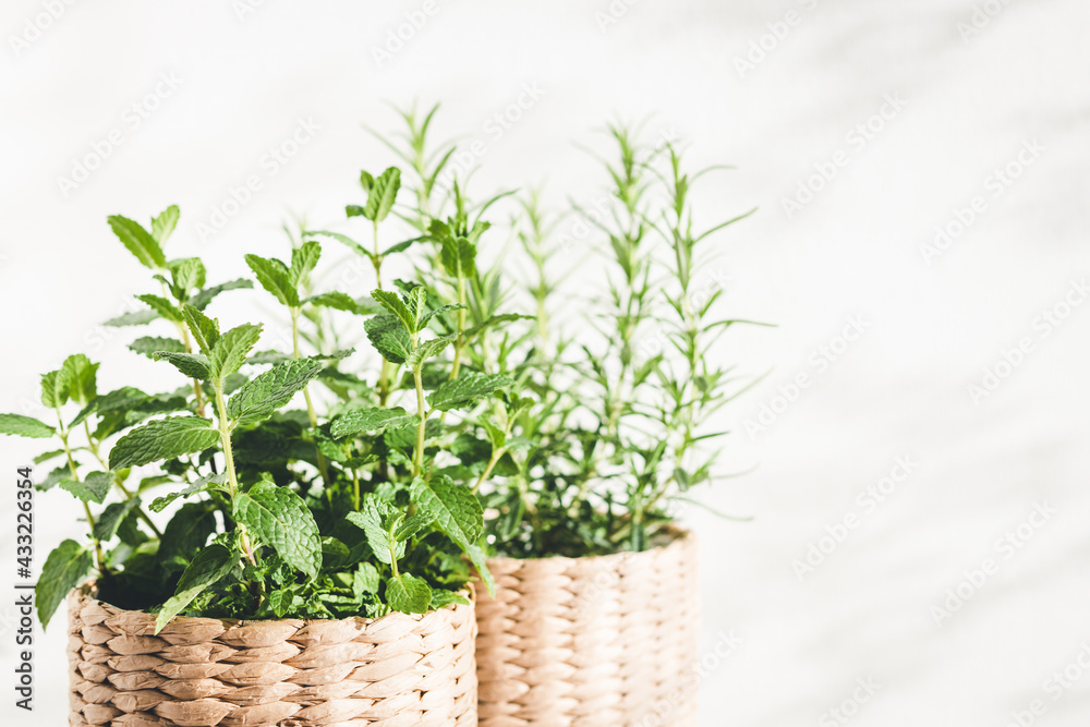 Mint and rosemary herbs in knitted pots. Mint and rosemary herbs in knitted pots.
