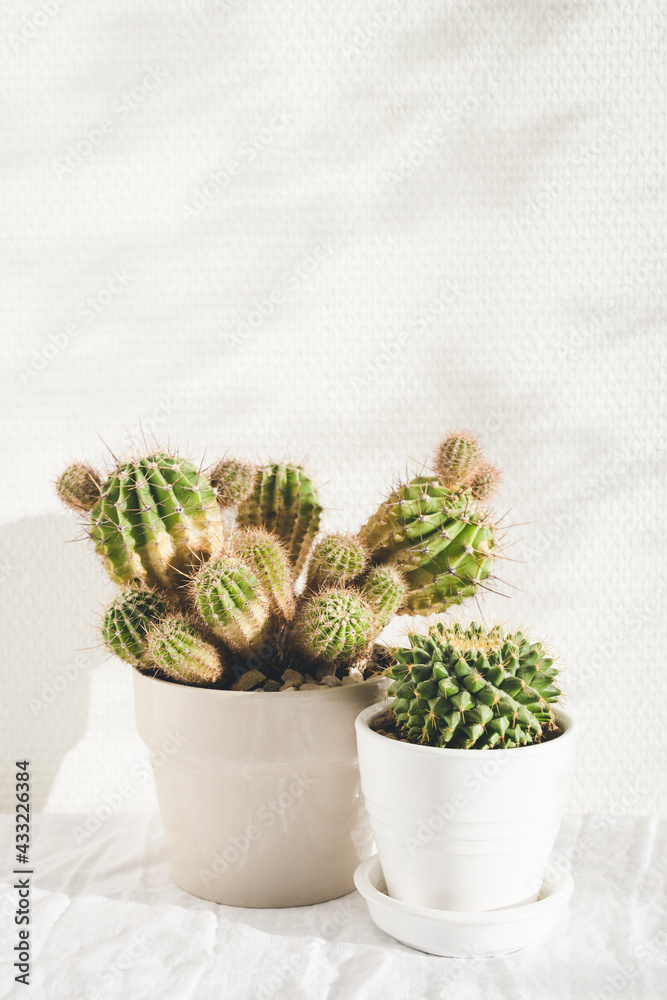 Two cactuses on white table. Two cactuses on white table.