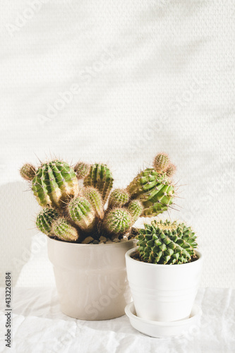 Two cactuses on white table.