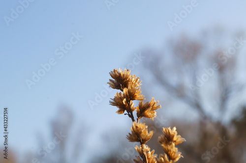 Dry wormwood stalk with dry flowers on blue evening sky background.