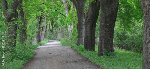 Baumallee mit Weg im Frühling, Laubbäume, Panorama